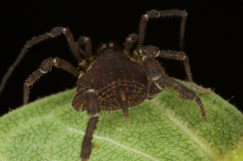 Media type: image;   Invertebrate Zoology 140069